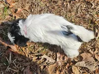 Lily AKC Pink Female, a female Yorkshire Terrier for sale in Fairview, TN – Photo 9 of 10