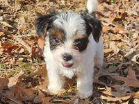 Lily AKC Pink Female, a female Yorkshire Terrier for sale in Fairview, TN – Photo 3 of 10