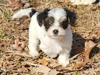 Lily AKC Pink Female, a female Yorkshire Terrier for sale in Fairview, TN – Photo 10 of 10