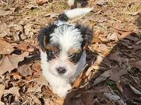 Lily AKC Pink Female, a female Yorkshire Terrier for sale in Fairview, TN – Photo 7 of 10
