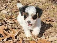 Lily AKC Pink Female, a female Yorkshire Terrier for sale in Fairview, TN – Photo 5 of 10