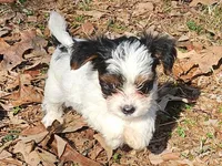Lily AKC Pink Female, a female Yorkshire Terrier for sale in Fairview, TN – Photo 8 of 10