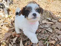 Lily AKC Pink Female, a female Yorkshire Terrier for sale in Fairview, TN – Photo 6 of 10