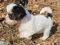 Lily AKC Pink Female, a female Yorkshire Terrier for sale in Fairview, TN – Photo 4 of 10