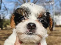 Lily AKC Pink Female, a female Yorkshire Terrier for sale in Fairview, TN – Photo 2 of 10