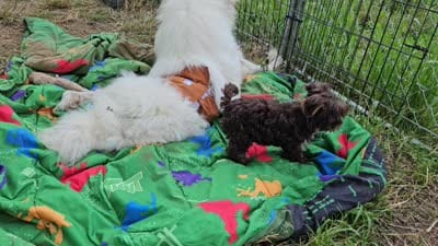 Mocha's AKC Blue Male, a male Yorkshire Terrier for sale in Lynchburg, TN – 9 of 10
