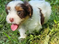 Cocoa's AKC Aqua Male, a male Yorkshire Terrier for sale in Lynchburg, TN – 8 of 9