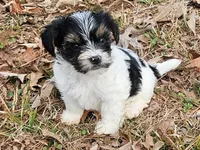 Lily's AKC Tan Male, a male Yorkshire Terrier for sale in Fairview, TN – Photo 8 of 8