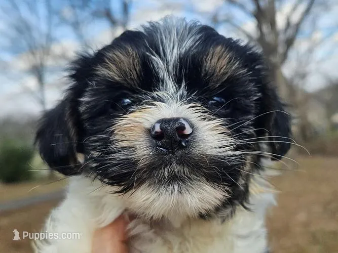 Lily's AKC Tan Male – Yorkshire Terrier puppy for sale in Fairview, TN