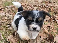Lily's AKC Tan Male, a male Yorkshire Terrier for sale in Fairview, TN – Photo 3 of 8