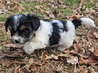 Lily's AKC Tan Male, a male Yorkshire Terrier for sale in Fairview, TN – Photo 7 of 8