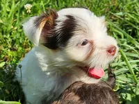 Cocoa's AKC Pink Female, a female Yorkshire Terrier for sale in Lynchburg, TN – 6 of 7