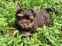 Cocoa's AKC Chocolate Male, a male Yorkshire Terrier for sale in Lynchburg, TN – 7 of 9