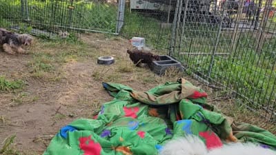 Mocha's AKC Blue Male, a male Yorkshire Terrier for sale in Lynchburg, TN – 10 of 10