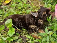 Cocoa's AKC Chocolate Male, a male Yorkshire Terrier for sale in Lynchburg, TN – 8 of 9