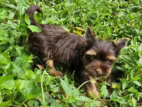 Cocoa's AKC Chocolate Male, a male Yorkshire Terrier for sale in Lynchburg, TN – 9 of 9