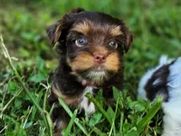Cocoa's AKC Red Male, a male Yorkshire Terrier for sale in Lynchburg, TN – 6 of 9