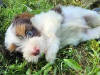 Cocoa's AKC Aqua Male, a male Yorkshire Terrier for sale in Lynchburg, TN – 6 of 9