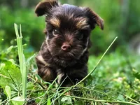 Cocoa's AKC Brown Male, a male Yorkshire Terrier for sale in Lynchburg, TN – 5 of 10