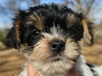 Lily's AKC Purple Female, a female Yorkshire Terrier for sale in Fairview, TN – Photo 2 of 8