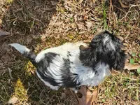 Lily's AKC Purple Female, a female Yorkshire Terrier for sale in Fairview, TN – Photo 5 of 8