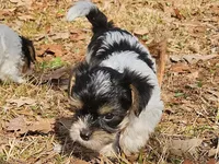 Lily's AKC Purple Female, a female Yorkshire Terrier for sale in Fairview, TN – Photo 7 of 8