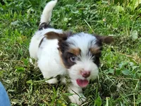 Cocoa's AKC Aqua Male, a male Yorkshire Terrier for sale in Lynchburg, TN – 9 of 9