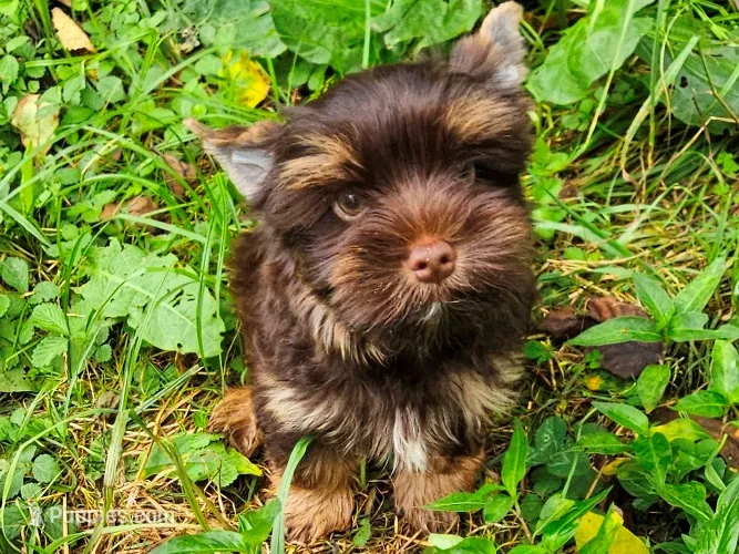 Cocoa's AKC Chocolate Male – Yorkshire Terrier puppy for sale in Lynchburg, TN