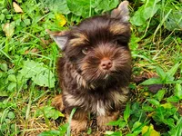 Cocoa's AKC Chocolate Male, a male Yorkshire Terrier for sale in Lynchburg, TN – 1 of 9