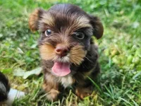 Cocoa's AKC Red Male, a male Yorkshire Terrier for sale in Lynchburg, TN – 2 of 9