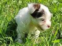Cocoa's AKC Pink Female, a female Yorkshire Terrier for sale in Lynchburg, TN – 7 of 7