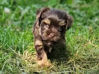 Cocoa's AKC Brown Male, a male Yorkshire Terrier for sale in Lynchburg, TN – 7 of 10