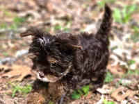 Mocha's AKC Blue Male, a male Yorkshire Terrier for sale in Lynchburg, TN – 7 of 10