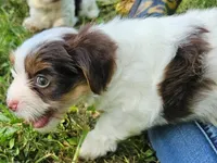 Cocoa's AKC Aqua Male, a male Yorkshire Terrier for sale in Lynchburg, TN – 2 of 9