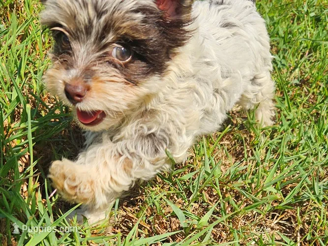 AKC Mocha's Yellow Female Yorkie – Yorkshire Terrier puppy for sale in Lynchburg, TN