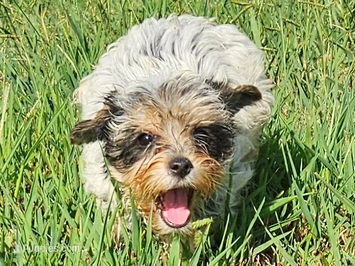 AKC Mocha's Orange Female Yorkie – Yorkshire Terrier puppy for sale in Lynchburg, TN