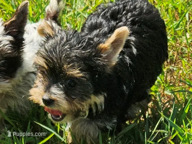 AKC Mocha's Red Female Yorkie – Yorkshire Terrier puppy for sale in Lynchburg, TN