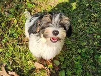 Lily's AKC Tan Male, a male Yorkshire Terrier for sale in Lynchburg, TN – 7 of 10