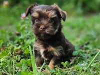 Cocoa's AKC Brown Male, a male Yorkshire Terrier for sale in Lynchburg, TN – 8 of 10