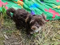 Mocha's AKC Blue Male, a male Yorkshire Terrier for sale in Lynchburg, TN – 6 of 10