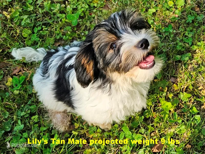 Lily's AKC Tan Male – Yorkshire Terrier puppy for sale in Lynchburg, TN