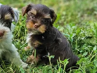 Cocoa's AKC Red Male, a male Yorkshire Terrier for sale in Lynchburg, TN – 7 of 9
