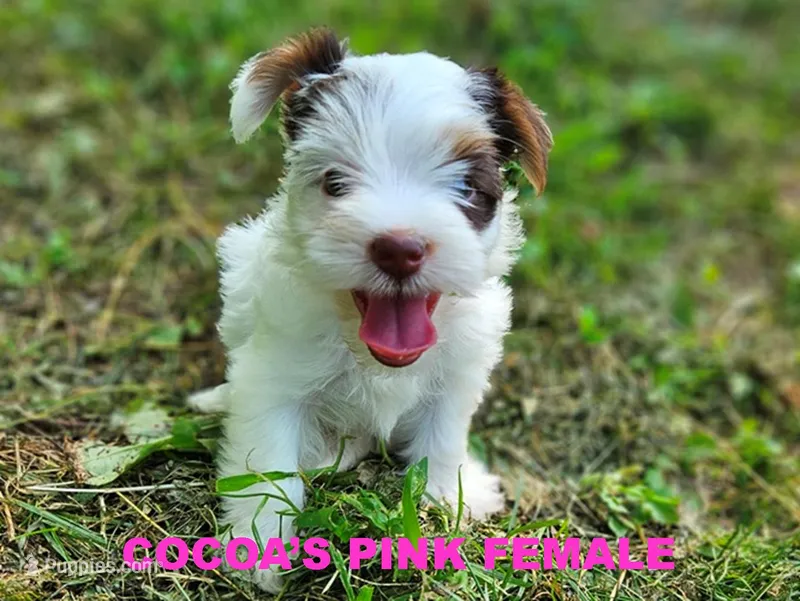 Cocoa's AKC Pink Female – Yorkshire Terrier puppy for sale in Lynchburg, TN