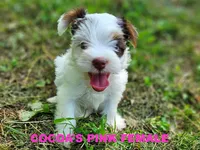 Cocoa's AKC Pink Female, a female Yorkshire Terrier for sale in Lynchburg, TN – 1 of 7