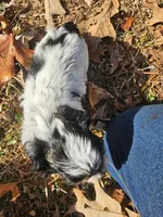 Mocha's AKC Yellow Female, a female Yorkshire Terrier for sale in Fairview, TN – Photo 10 of 10