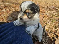 Mocha's AKC Yellow Female, a female Yorkshire Terrier for sale in Fairview, TN – Photo 1 of 10