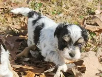 Mocha's AKC Yellow Female, a female Yorkshire Terrier for sale in Fairview, TN – Photo 5 of 10