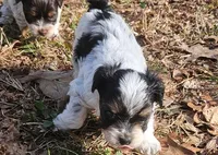 Mocha's AKC Yellow Female, a female Yorkshire Terrier for sale in Fairview, TN – Photo 8 of 10