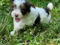 Cocoa's AKC Aqua Male, a male Yorkshire Terrier for sale in Lynchburg, TN – 7 of 9