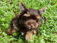 Cocoa's AKC Chocolate Male, a male Yorkshire Terrier for sale in Lynchburg, TN – 3 of 9